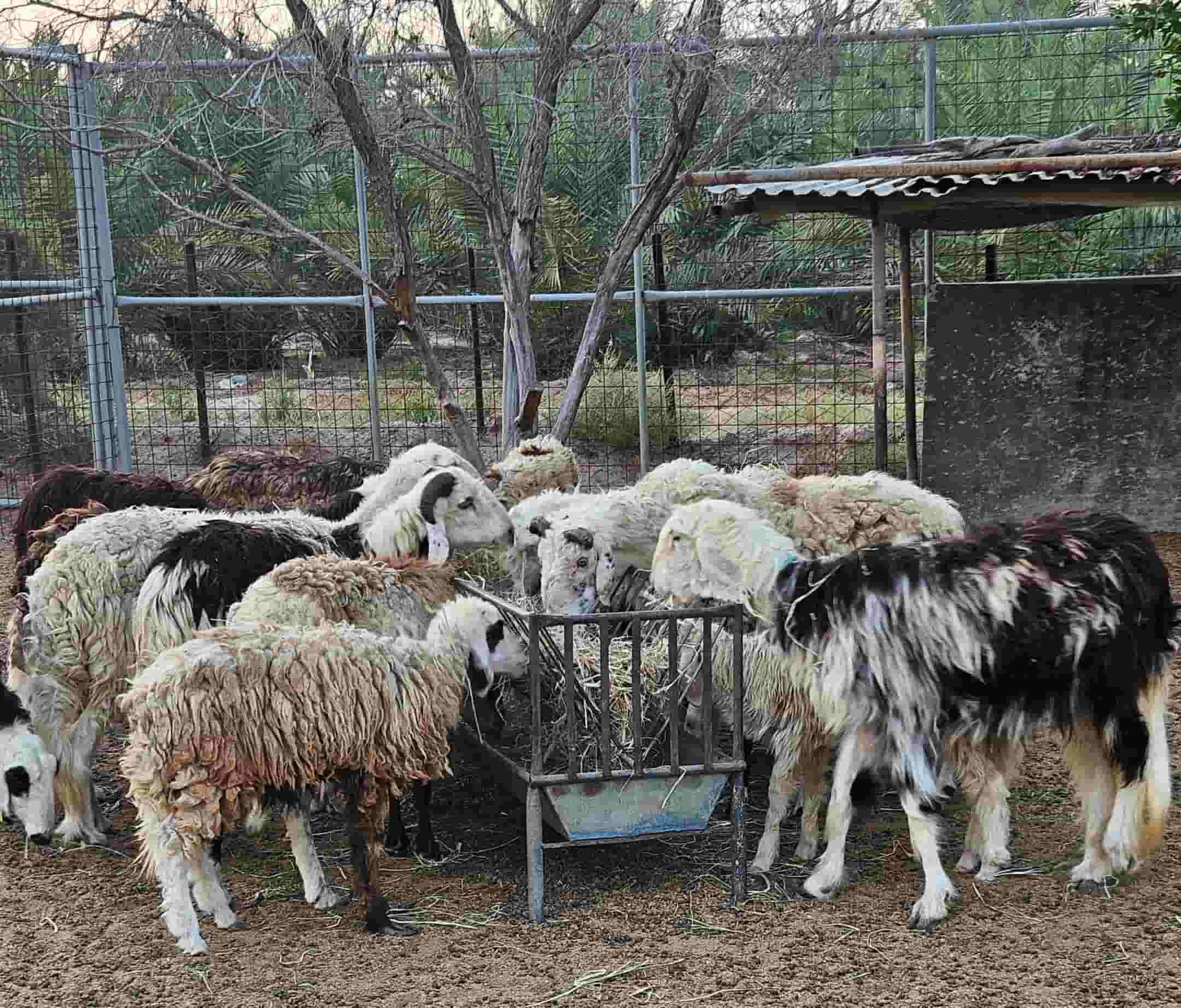 For sale Najdi sheep raising a farm 