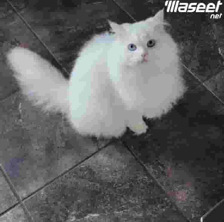 We sell all kinds of cats