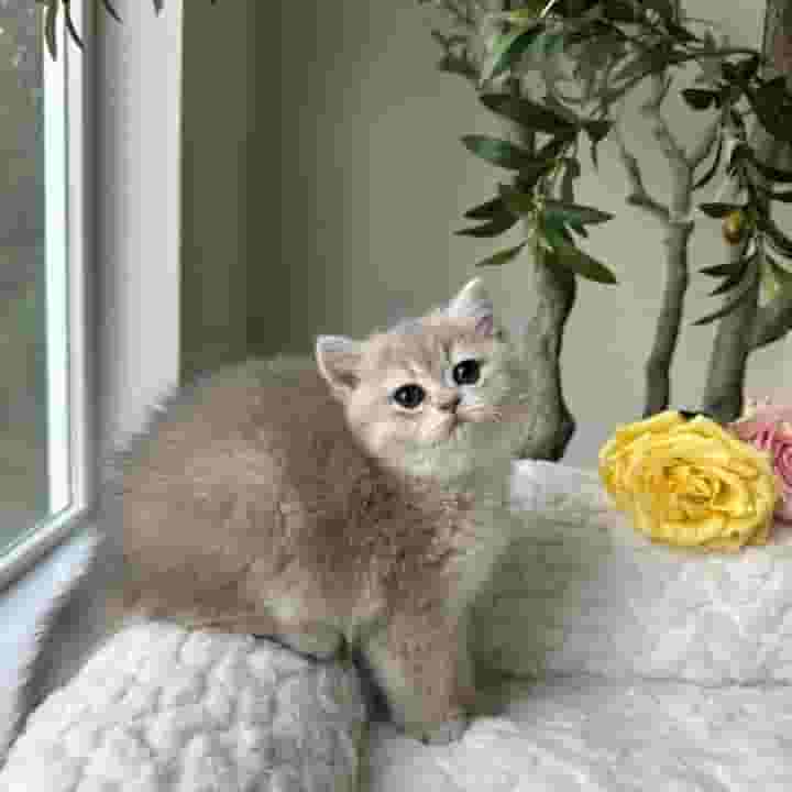 A cat for adoption