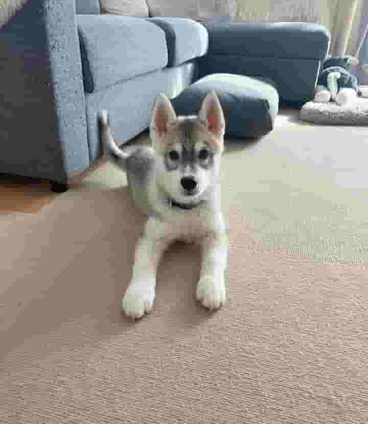 Smith's dog for adoption