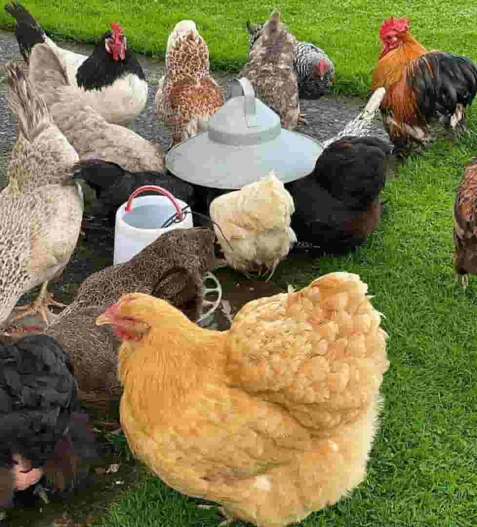 Chicken for sale 