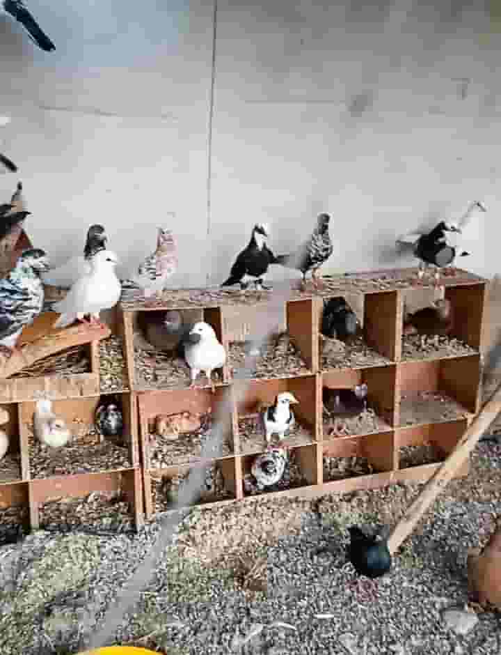 Birds for sale