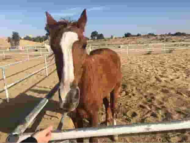 horses for sale