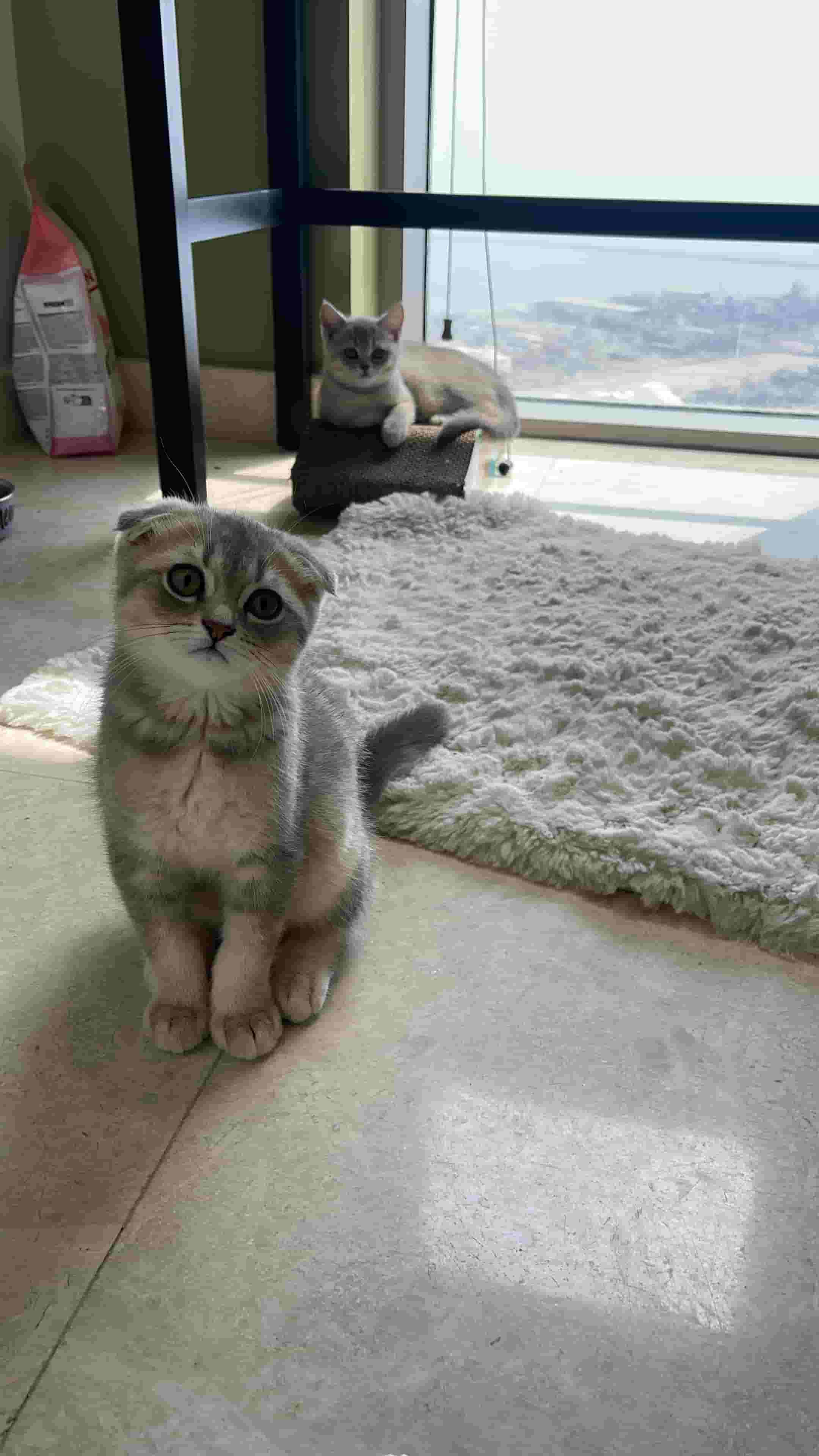 Scotch cats for sale
