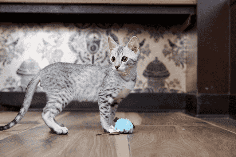 Arabian Mau kittens for sale