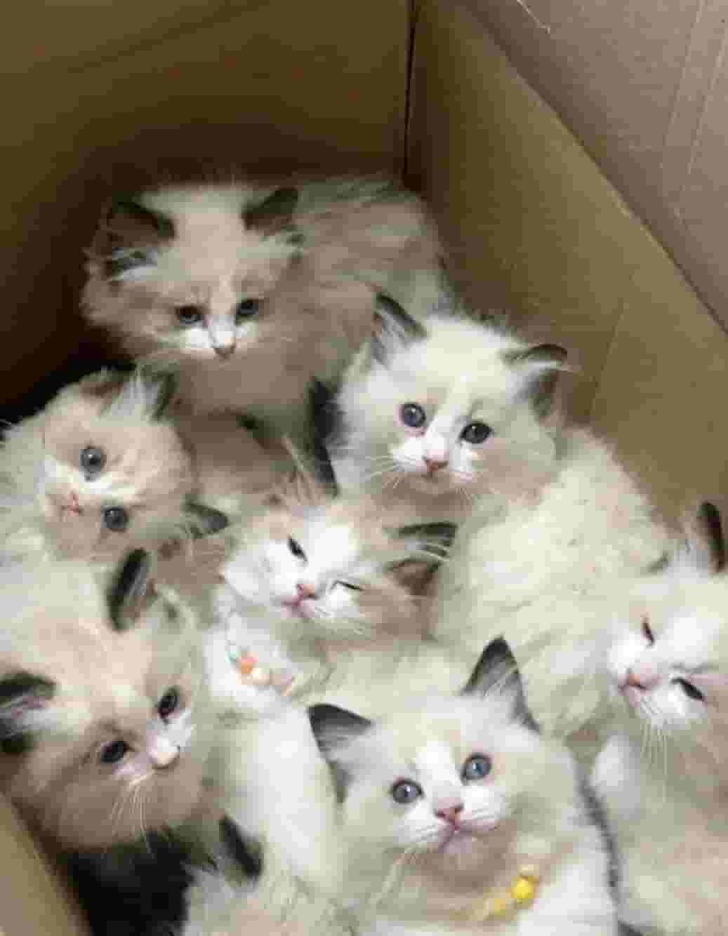 Ragdoll kittens ready for adoption