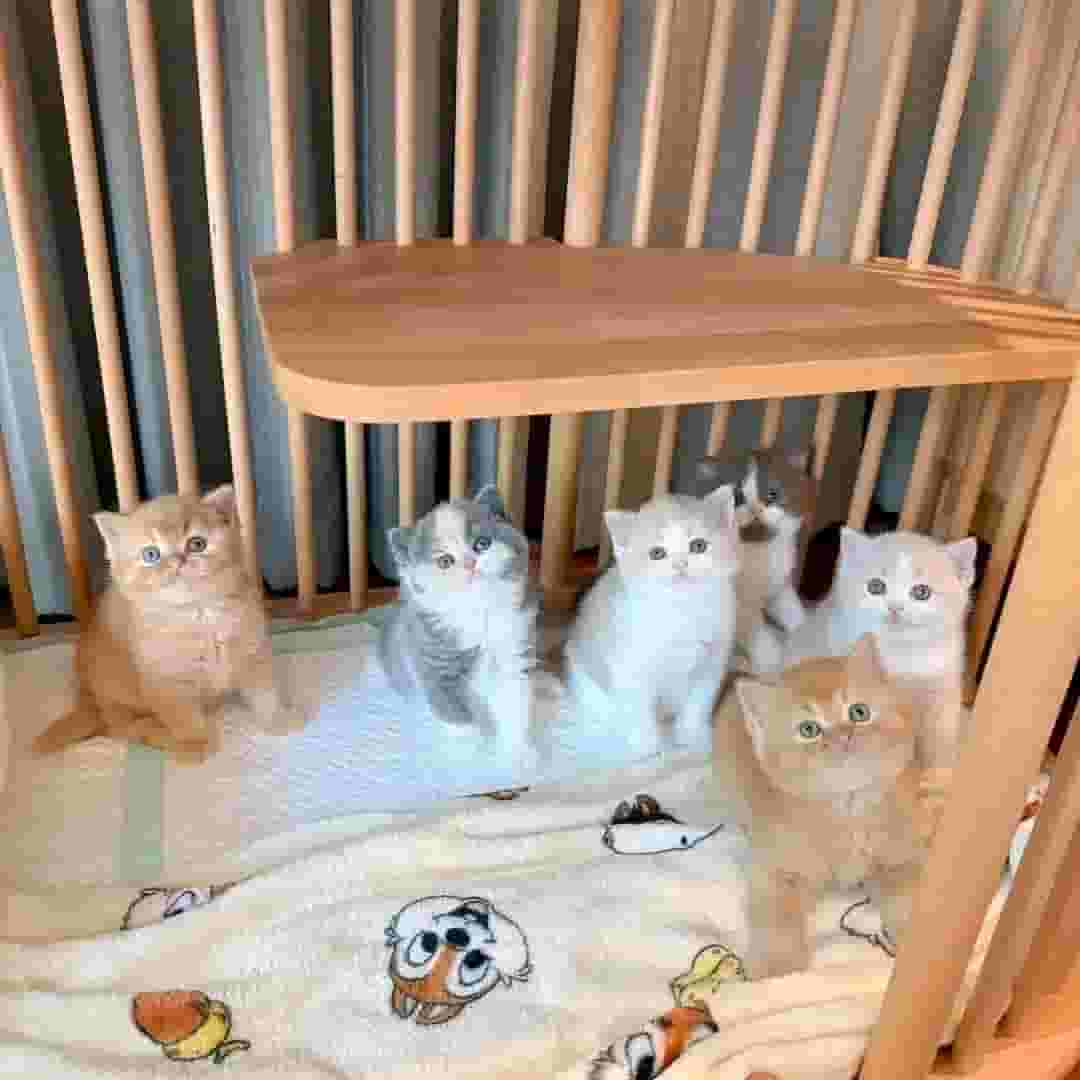 Purebred kittens ready for roaming