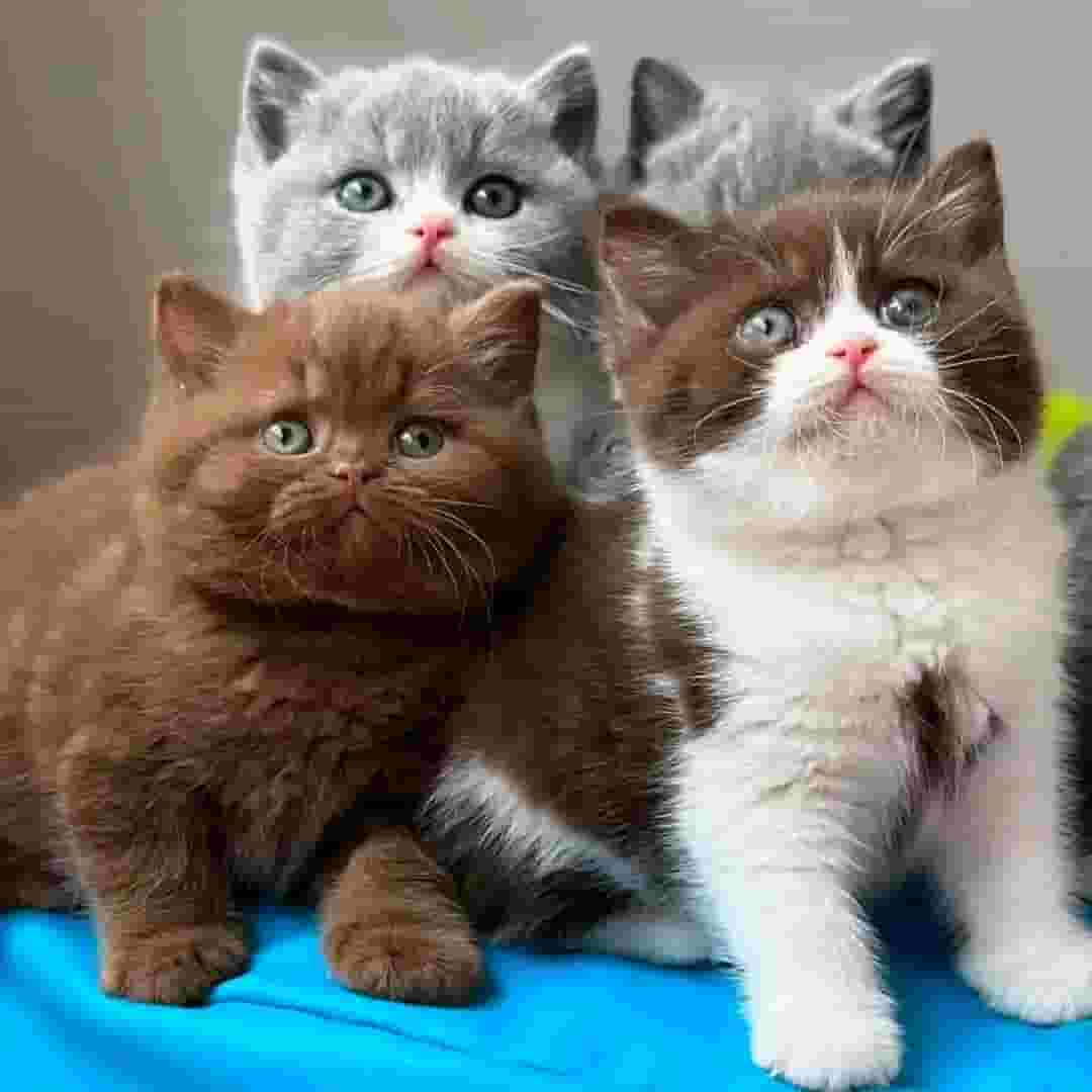 British cats