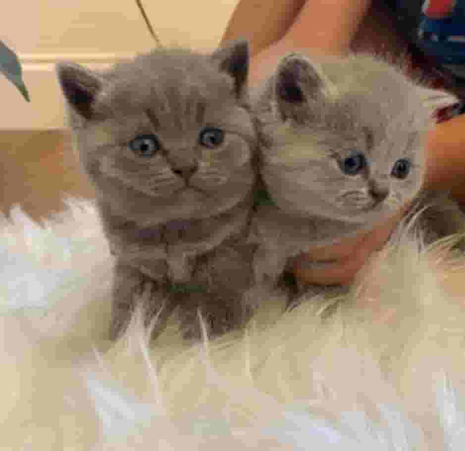 British cats 