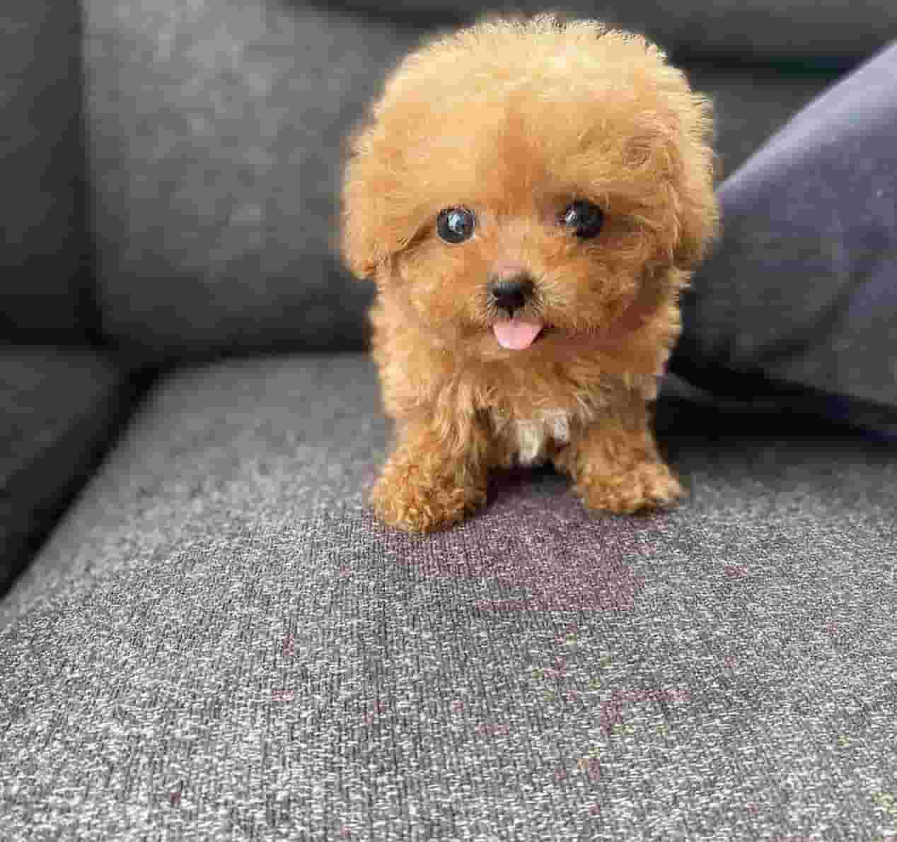 Purebred puppies