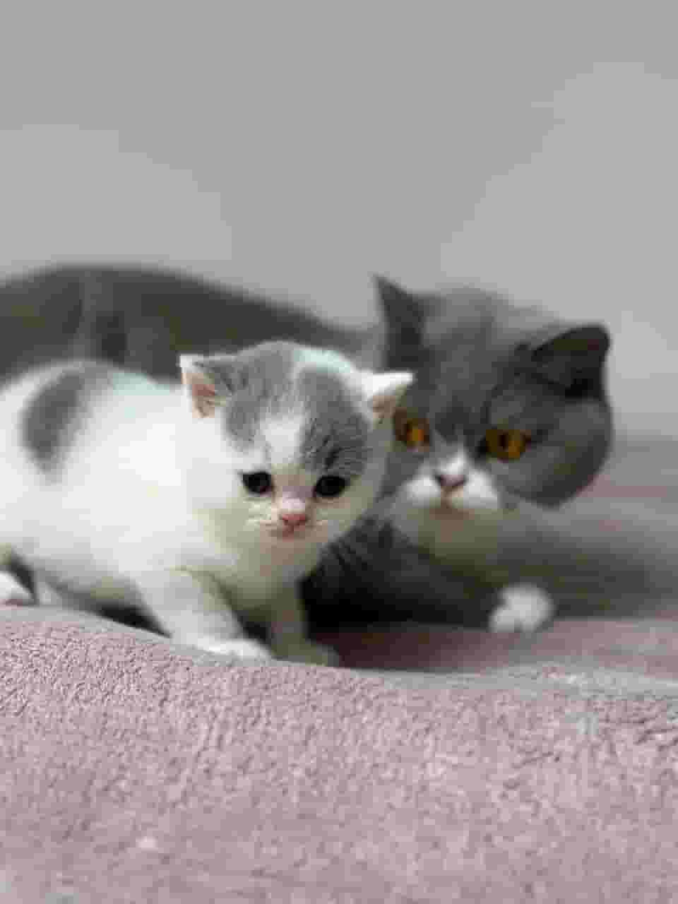 Munchkin Kittens