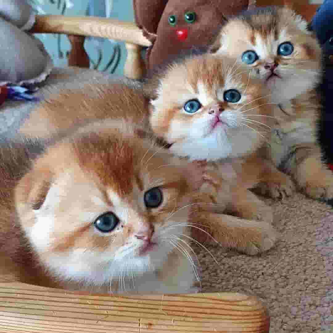 Scottish fold kittens