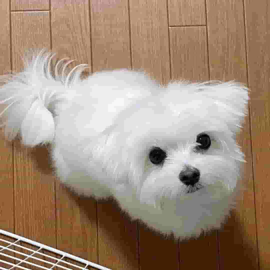 Purebred puppies
