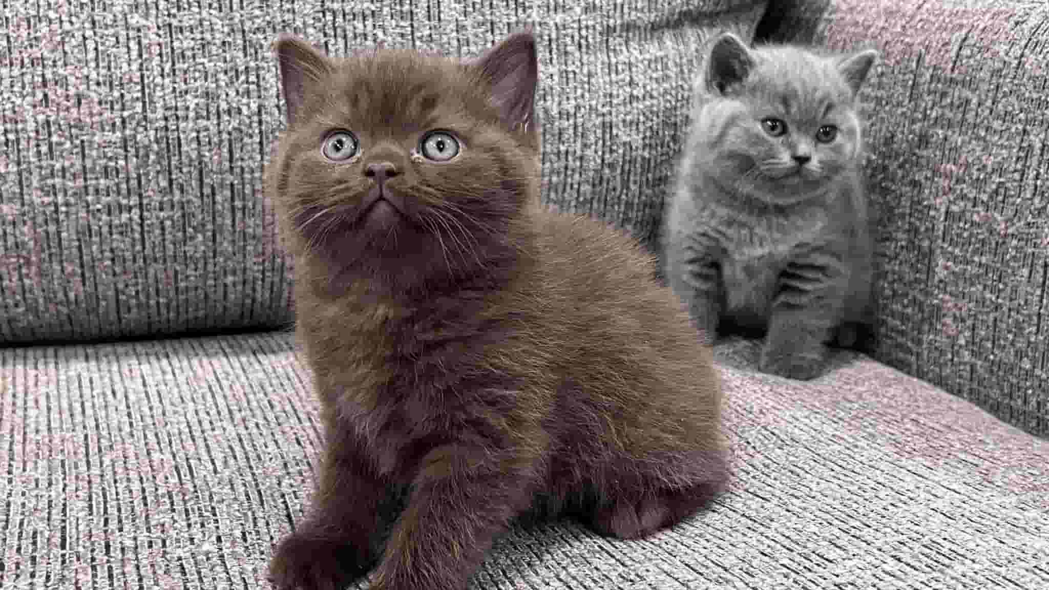Purebred kittens
