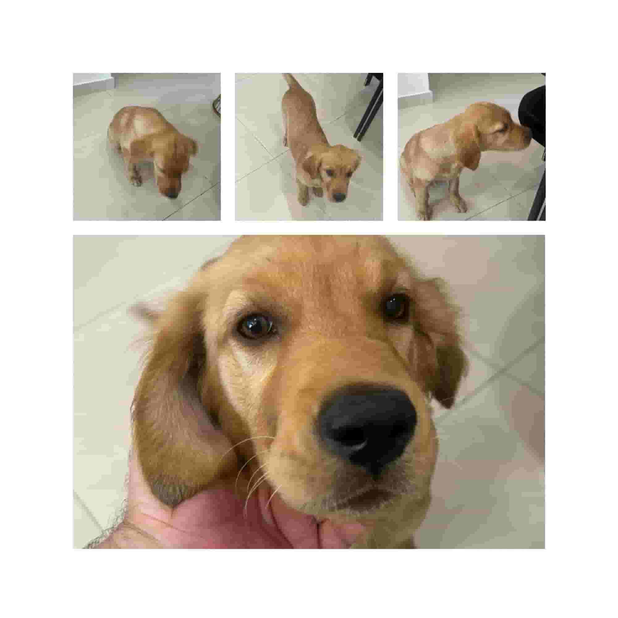 Golden retriever