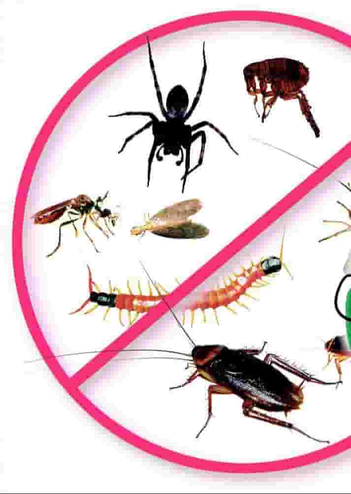 pest control company