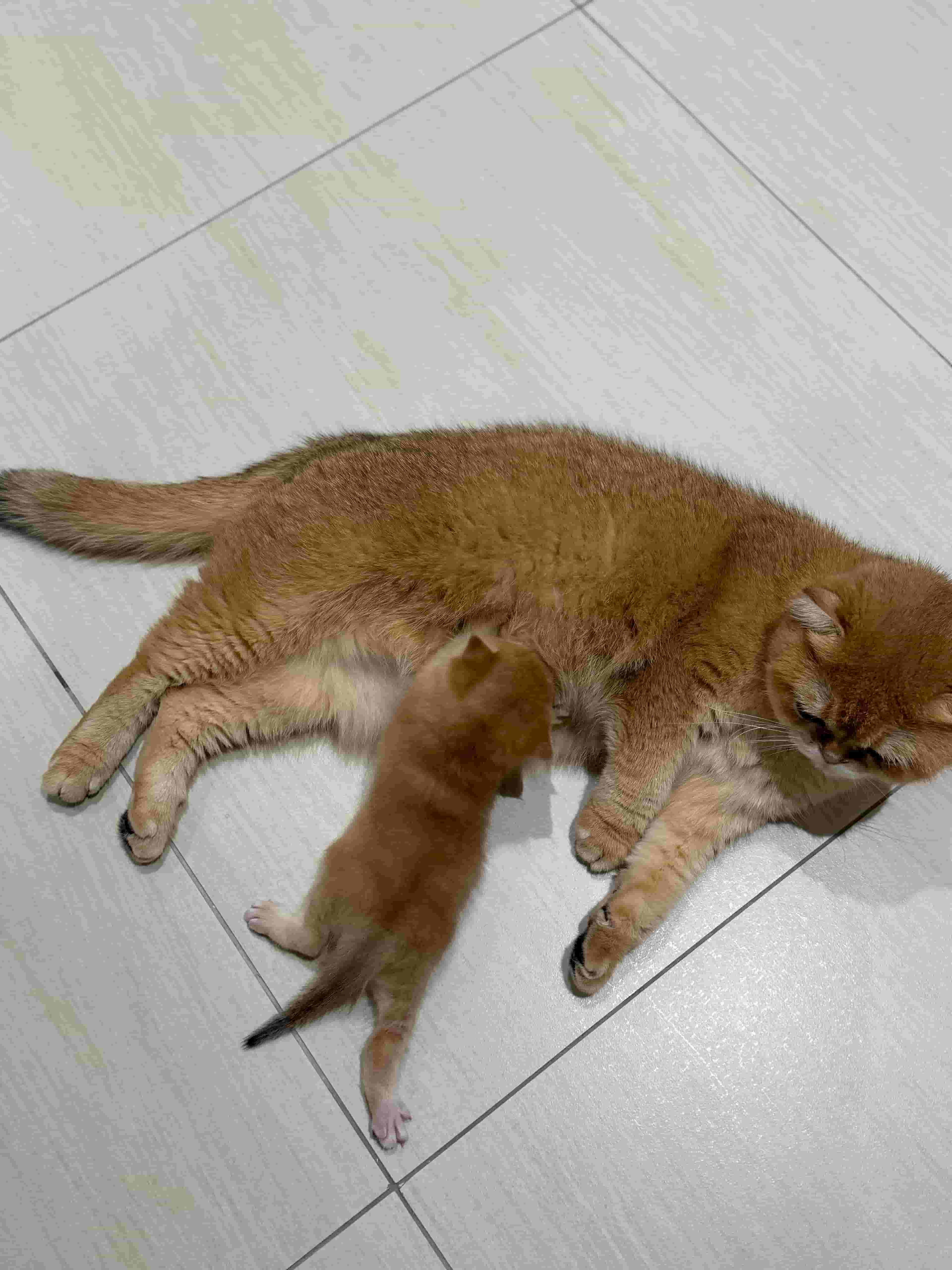 For sale a cat and her son Ny12