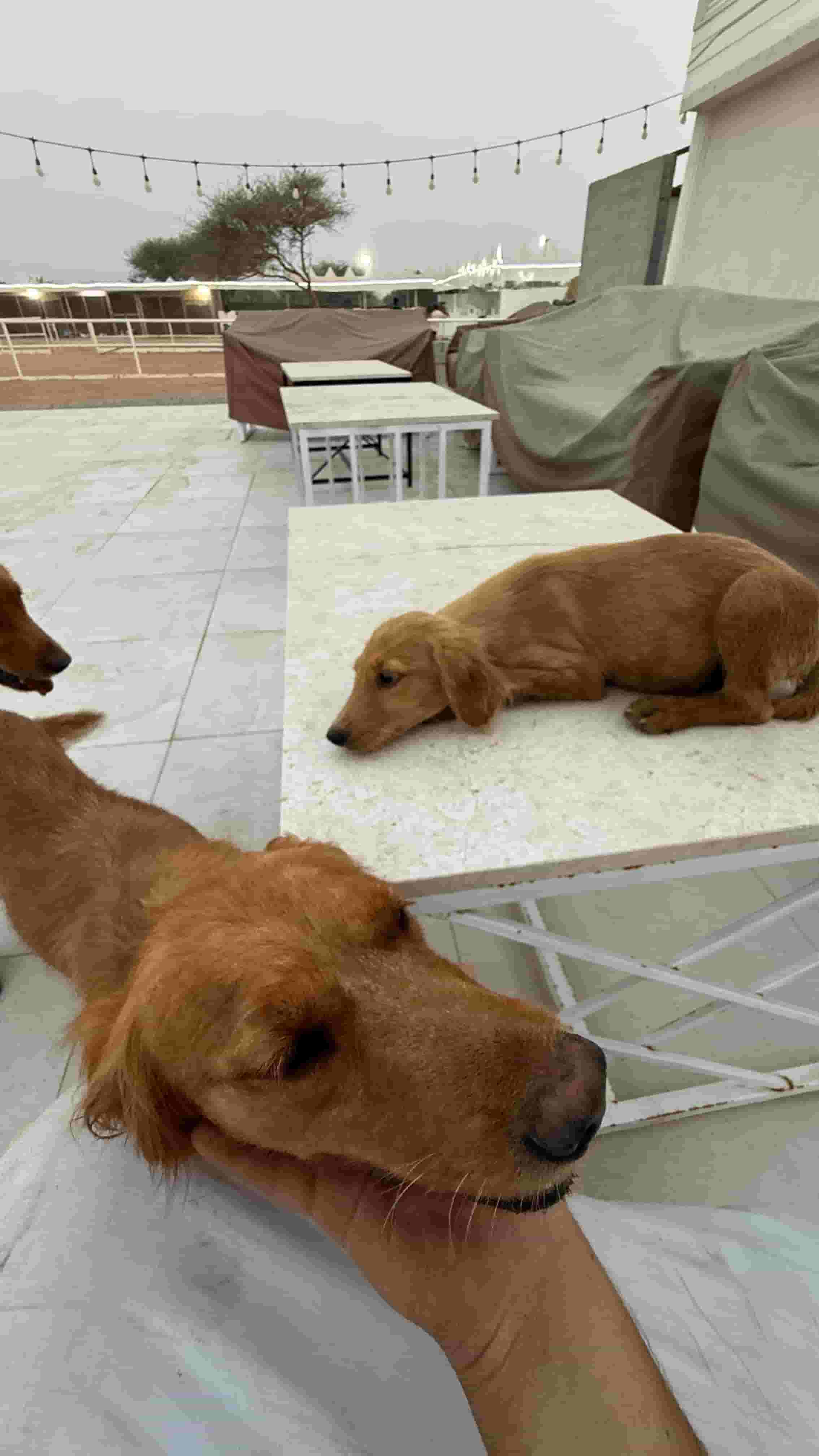 Golden dogs are 3 months old for sale
