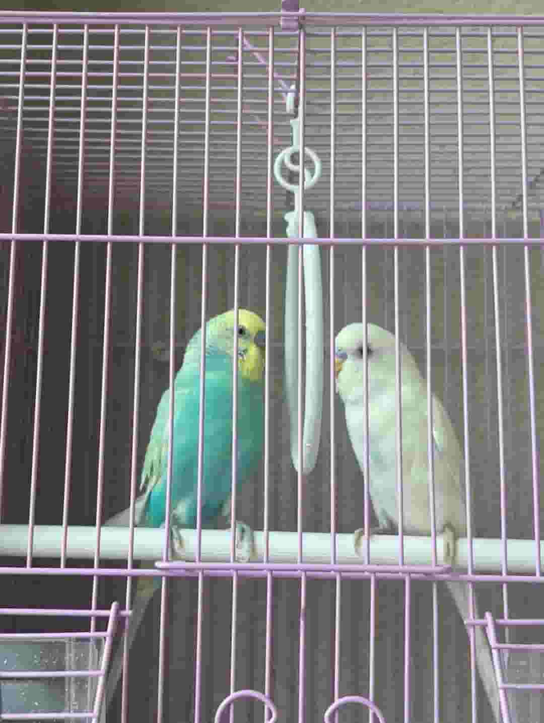 Birds of love and lovers