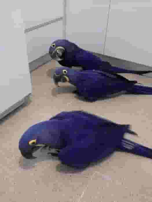 Hyacinth Parrots