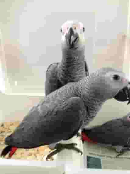 Talking African Grey Parrots