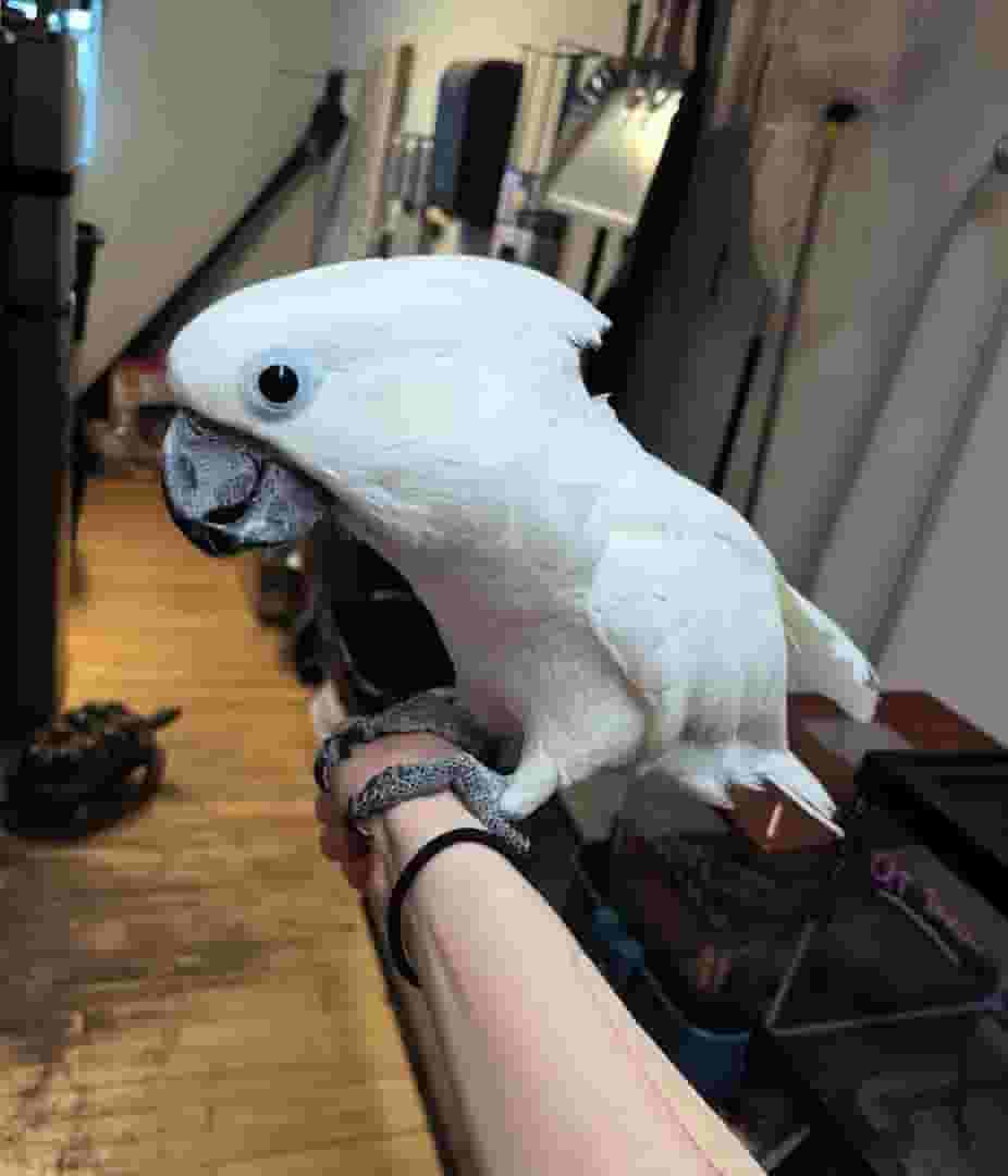 UMBRELLA COCKATOO PARROTS