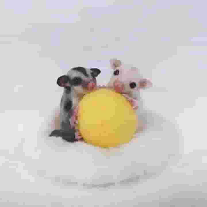 Adoptive to the adorable Sugar Sliders