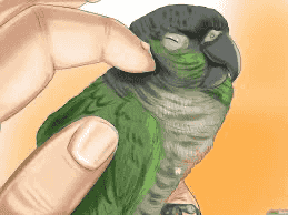 Attention to birds and parrots