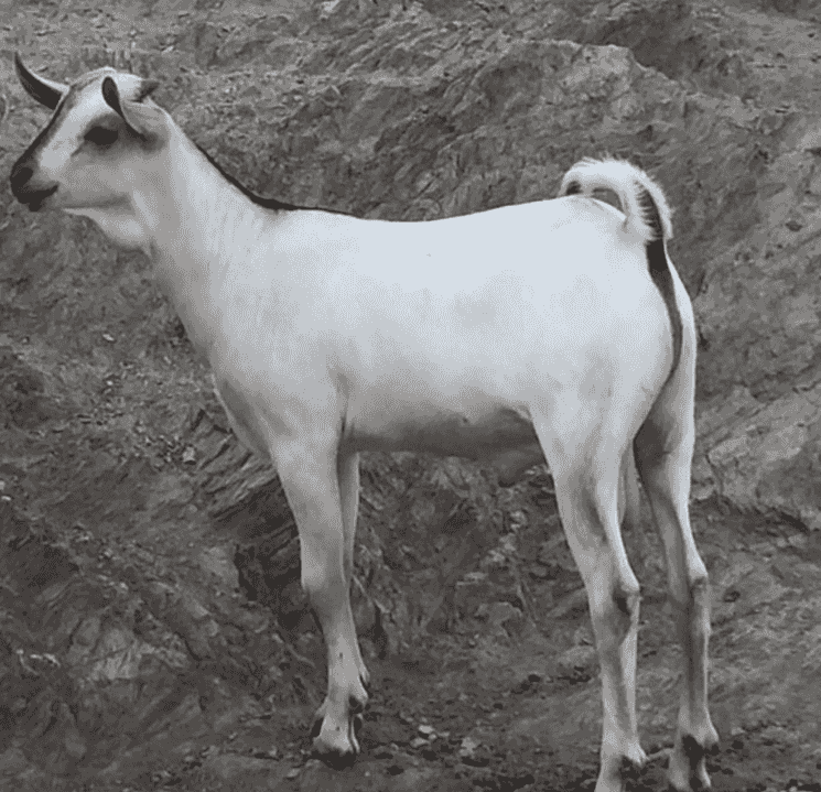 We sell (sheep, and camels)