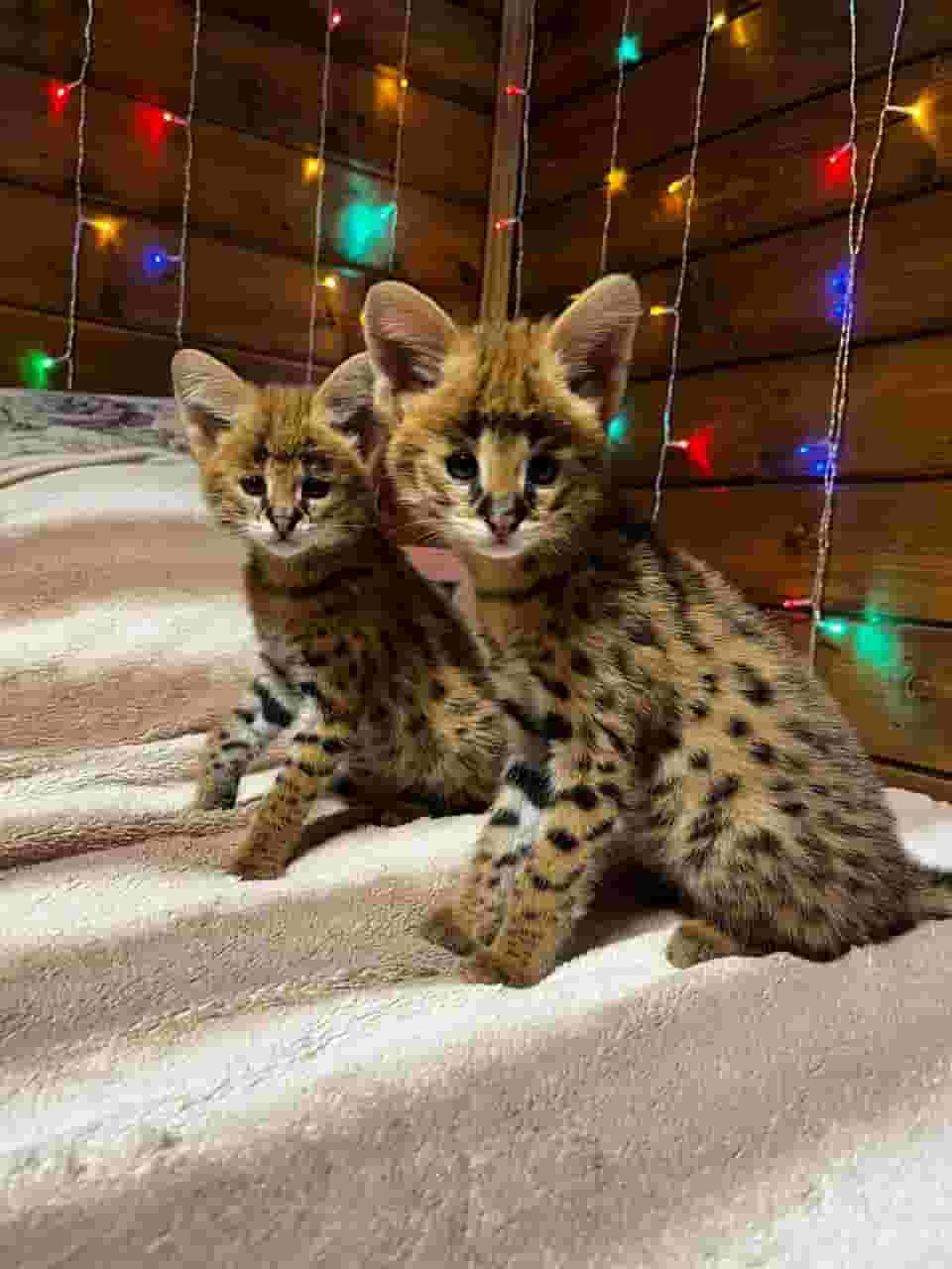 Male and female cats are available