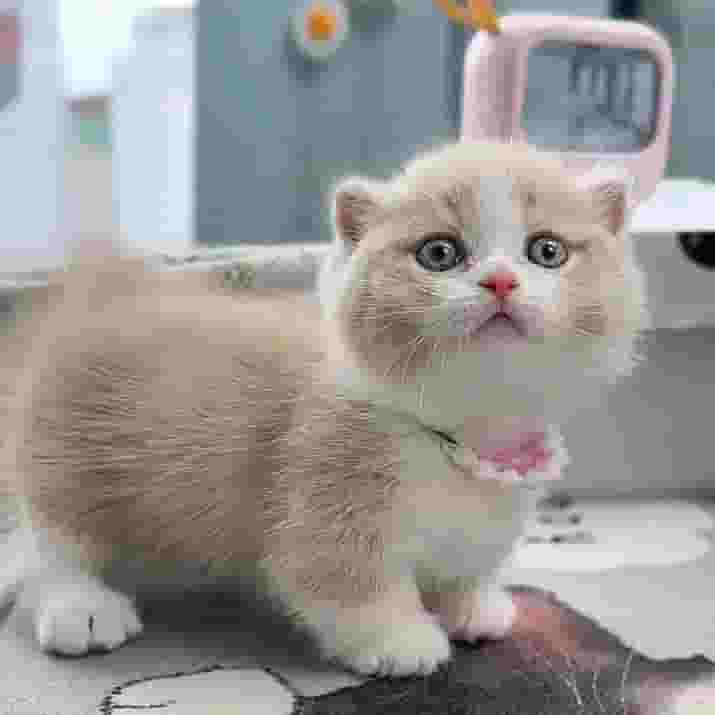 British shorthair kittens for Adoption