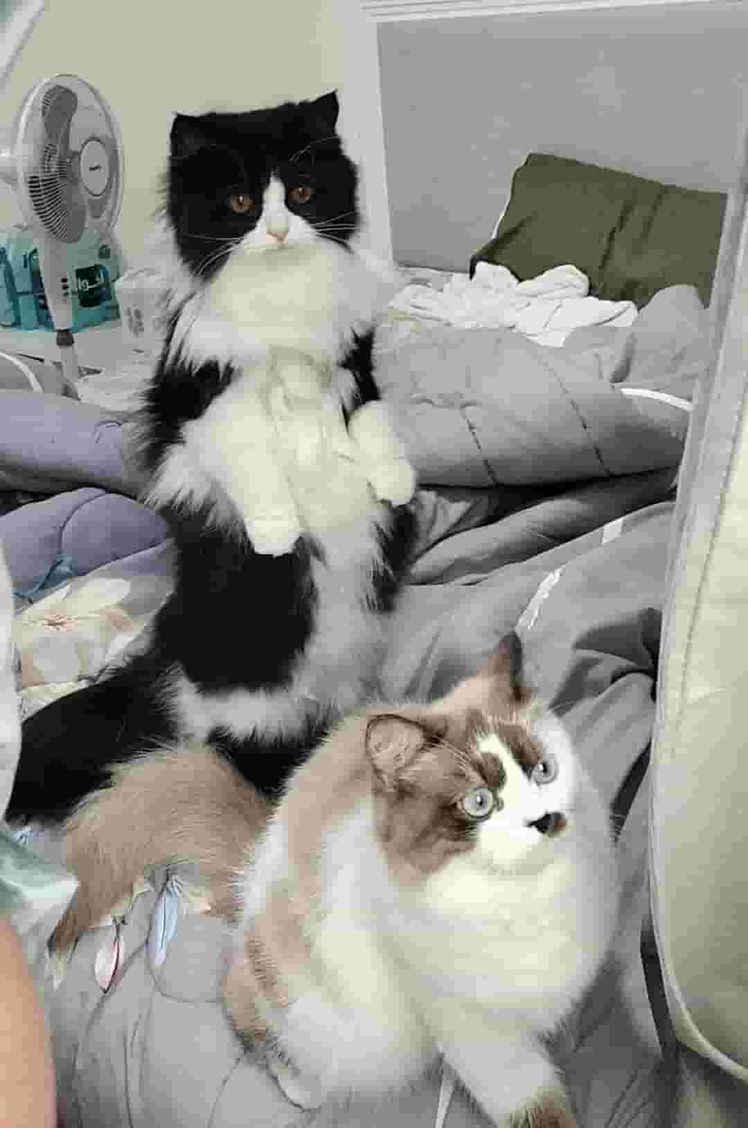 Luna cat for sale 